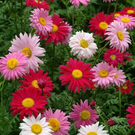 Tanacetum coccineum - Színes margaréta "Robinson's Giant MIX" (min. 20 szem)