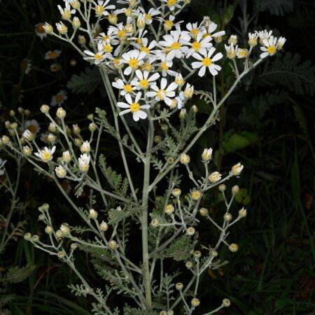 Tanacetum ptarmiciflorum - Hamvas margitvirág "Silver Lace" (min. 20 szem)