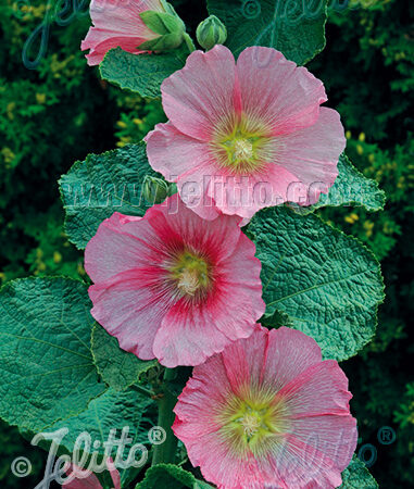 Alcea rosea - Mályvarózsa "Radiant rose" (min. 10 szem)
