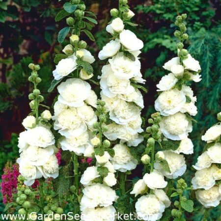Alcea rosea - Mályvarózsa "Chaters white" (min. 10 szem)
