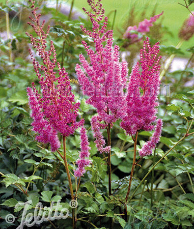 Astilbe chinensis - Kínai tollbuga (min. 20 szem)