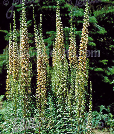 Digitalis ferruginea - Rozsdás gyűszűvirág "Gigantea" (min. 20 szem)