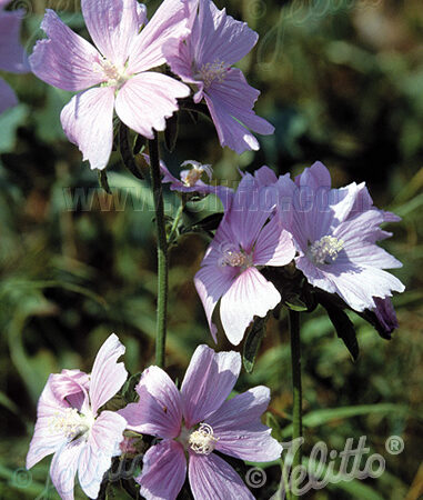 Malva moschata - Pézsma mályva "Rosea" (min. 20 szem)