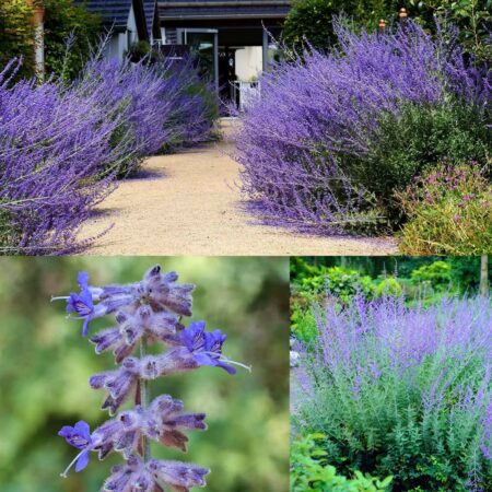 Perovskia atriplicifolia Salvia y. - Kék sudárzsálya "Taiga" (min. 10 szem)