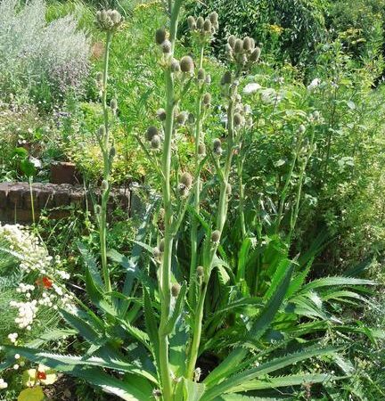 Eryngium agavifolium - Agave levelű iringó (min. 20 szem)