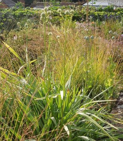 Eryngium yuccifolium - Pálma levelű iringó (min. 20 szem)