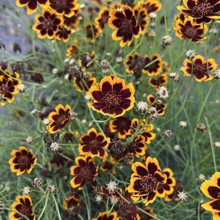 Cosmidium burridgeanum - Brunette (min. 20 szem mag)