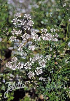 Coriandrum sativum - Koriander (min. 20 szem)