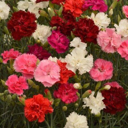 Dianthus caryophyllus - Kerti szegfű "Grenadine MIX" (min. 20 szem)