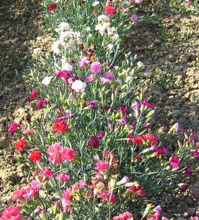 Dianthus caryophyllus - Kerti szegfű "Chabaud MIX" (min. 20 szem)