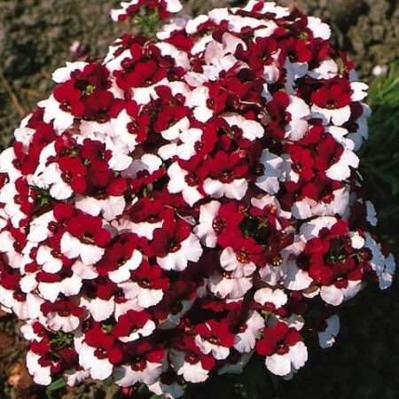 Nemesia strumosa - Vörösbegyvirág "Danish Flag" (min. 10 szem mag)