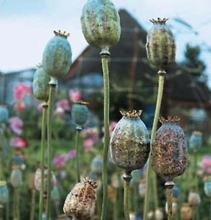 Papaver somniferum - Díszmák "The Giant" (min. 20 szem)