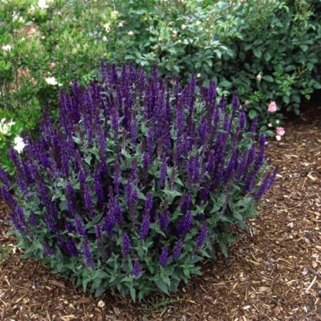 Salvia nemorosa - Ligeti zsálya "Blue Queen" (min. 10 szem mag)