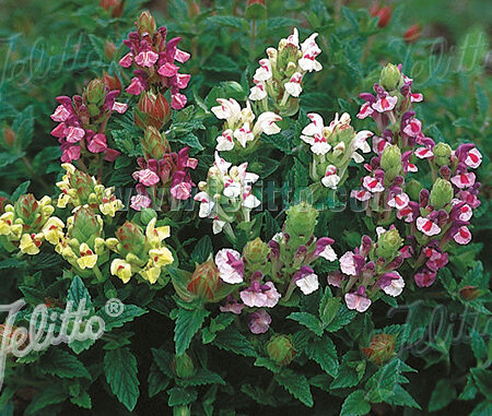 Scutellaria alpina - Havasi csucsóka "Arcobaleno" (min. 30 szem)