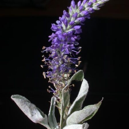Veronica spicata - Macskafarkú veronika "kék" (min. 20 szem mag)