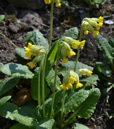 Primula veris - Tavaszi kankalin (min. 15 szem)