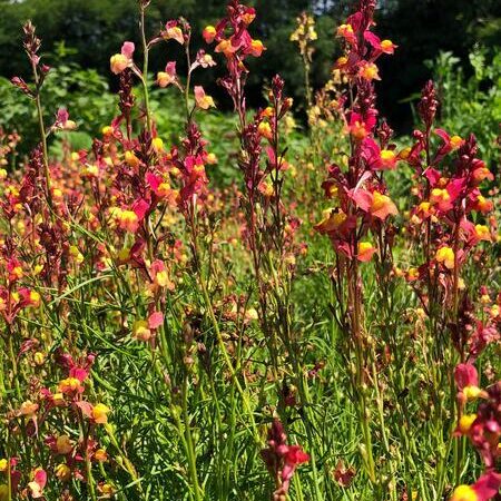 Linaria maroccana - Marokkói gyujtoványfű "Peach" (min 20 szem)