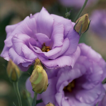 Eustoma grandiflorum - Liziantusz, préritárnics "Mariachi II Lavender" (min 20 szem)