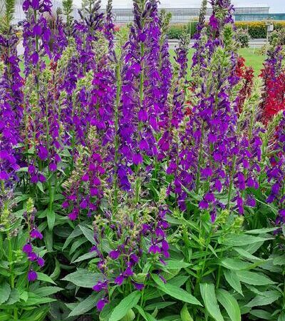 Lobelia speciosa - Pompás lobélia "Starship Blue" (min. 15 szem)