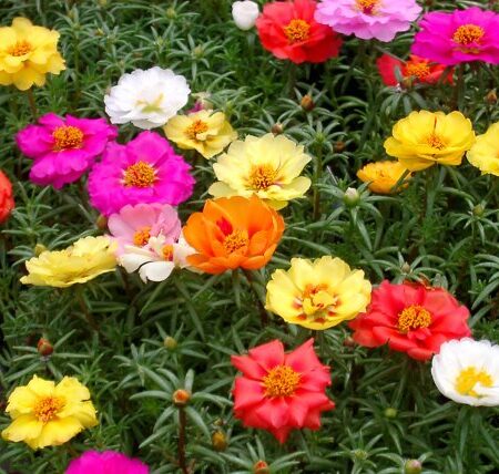 Portulaca grandiflora - Porcsinrózsa "Happy Hour mix" (min. 20 szem)