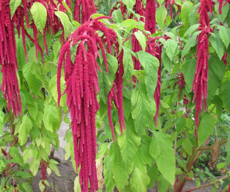 Amaranthus caudatus - Amaránt "Red" (min 50 szem)