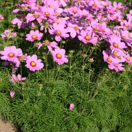Cosmos bipinnatus - Pillangóvirág "Sonata Pink Blush" (min. 20 szem)