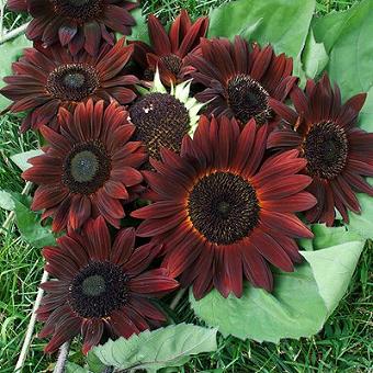 Helianthus anuus - Napraforgó "Claret" (20 szem)