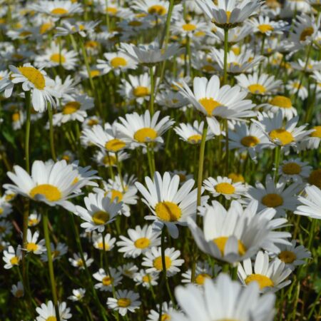 Leucanthemum graminifolium - Margaréta (min. 20 szem)