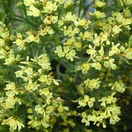 Limonium sinuatum - Sóvirág "QIS yellow" (min. 20 szem)