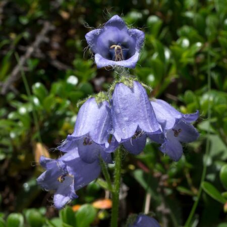 Campanula barbata - szakállas harangvirág (min. 20 szem)