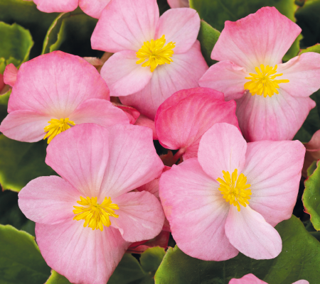 Begonia semperflorens - kerti begónia "Sprint Blush F1" (min. 20 szem)