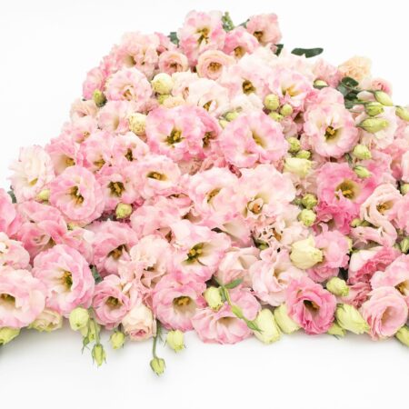 Eustoma grandiflorum - Liziantusz, préritárnics "Arena 3 Pink Flash" (min 20 szem)