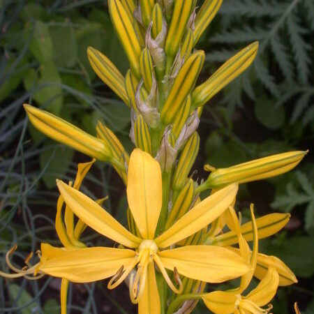 Asphodelus liburnica - Szibériai sárga aszfodélosz (min. 10 szem mag)