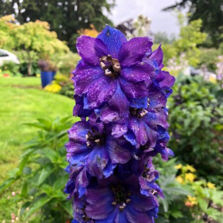 Delphinium elatum - Évelő szarkaláb "Magic Fountains Dark Blue DarkB" (min. 20 szem)