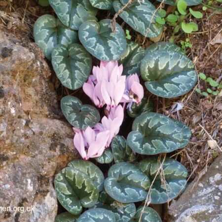 Cyclamen cilicium - télálló ciklámen -  (min. 10 szem)