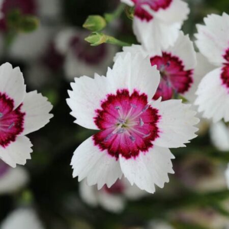Dianthus deltoides - Mezei szegfű "Arctic fire" (min. 20 szem)
