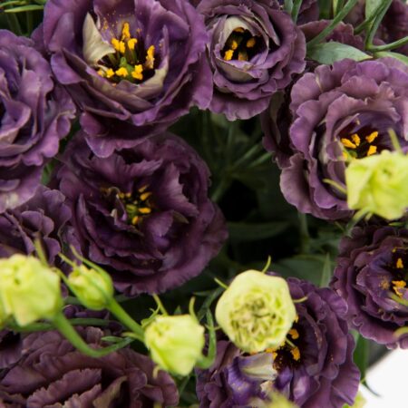 Eustoma grandiflorum - Liziantusz, préritárnics "Rosanne 1 Black Pearl" (min 20 szem)