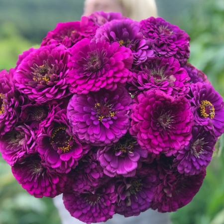 Zinnia elegans - Rézvirág "Benary's Giant Purple" (min 20 szem)