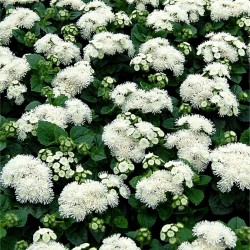 Ageratum houstonianum - Bojtocska "fehér" (min. 50 szem)