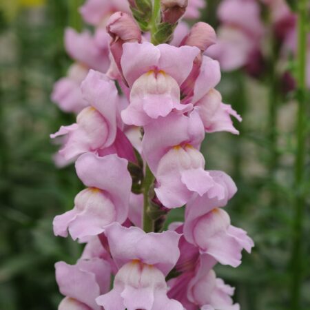 Antirrhinum majus - Tátika "Potomac Lavender" (min 20 szem)