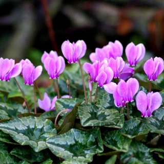 Cyclamen hederifolium - borostyánlevelű ciklámen - Pink pearls (min. 10 szem)