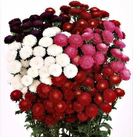 Callistephus chinensis / Aster - Őszirózsa "Bonita MIX" (min 30 szem)