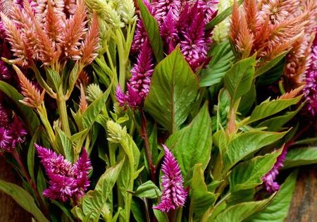 Celosia spicata - Kalászos celózia "Celway MIX" (min. 20 szem)