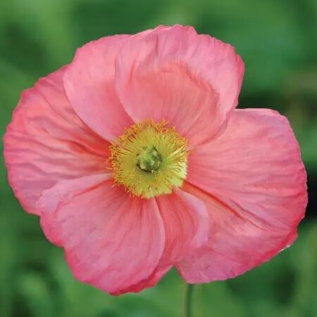 Papaver nudicaule - Izlandi pipacs "Champagne b. PINK" (min. 20 szem)