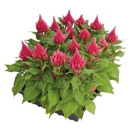 Celosia plumosa - Tollas celózia "Glorious Pink" (min. 20 szem)