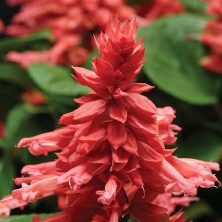 Salvia splendens - Paprikavirág "Vista Rose" (min. 20 szem)