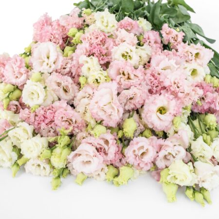 Eustoma grandiflorum - Liziantusz, préritárnics "Alissa 2 Pink" (min 20 szem)