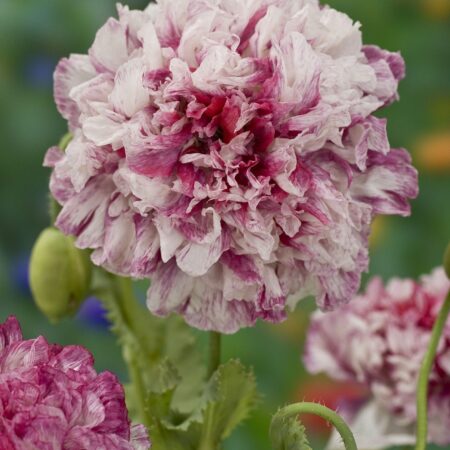 Papaver somniferum - Díszmák "Flemish Peony" (min. 50 szem)
