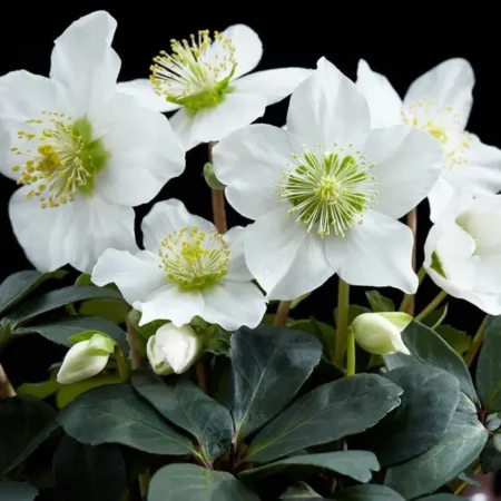 Helleborus niger - Fekete hunyor (min. 10 szem mag)