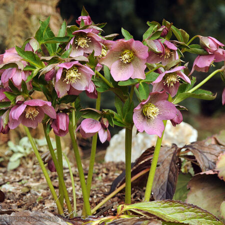 Helleborus purpurascens  - Pirosló hunyor (min. 10 szem mag)